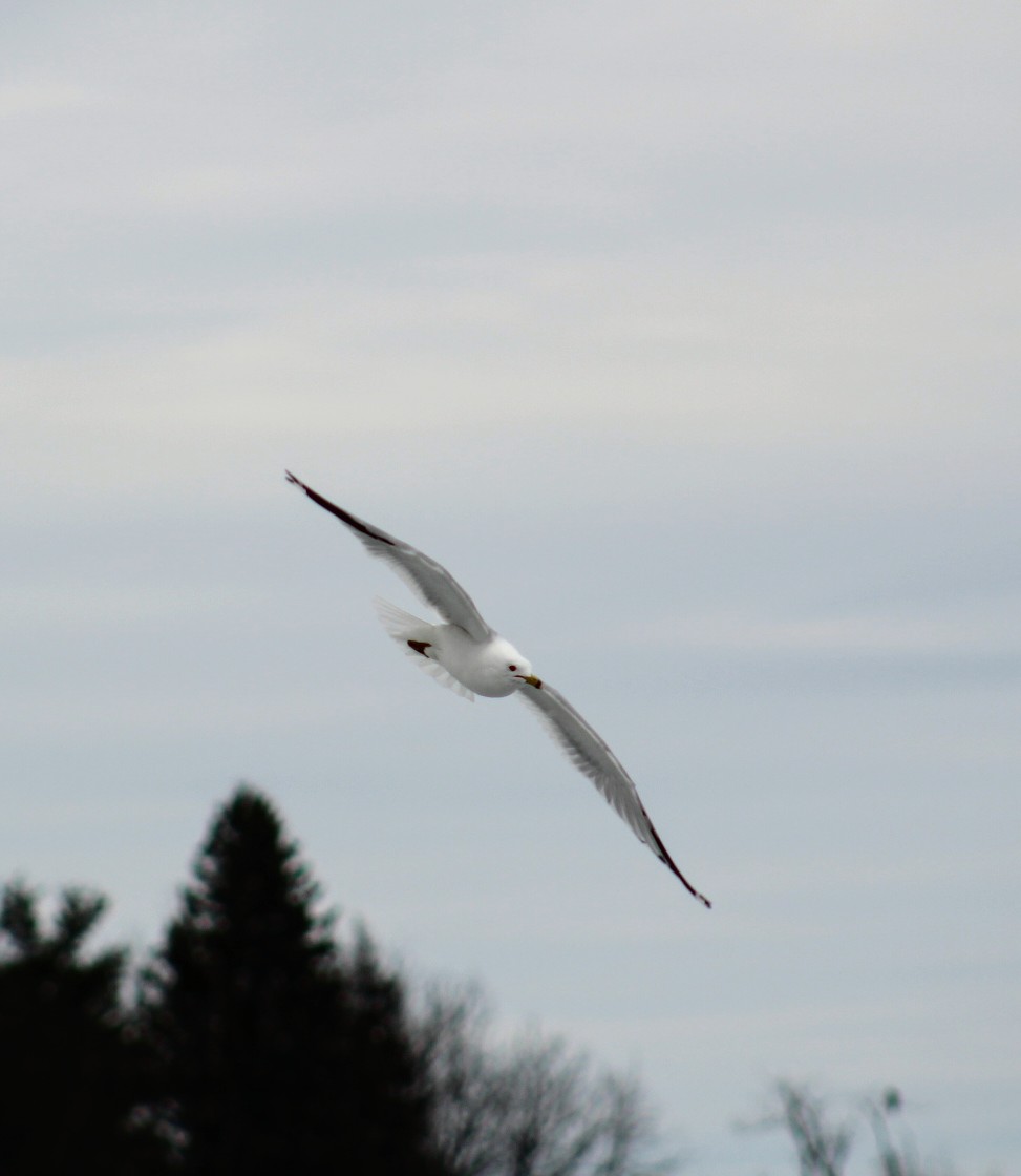 Charge to Diligent Servants of Christ Display Image