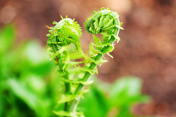 Amarás al Señor tu Dios Mostrar imagen