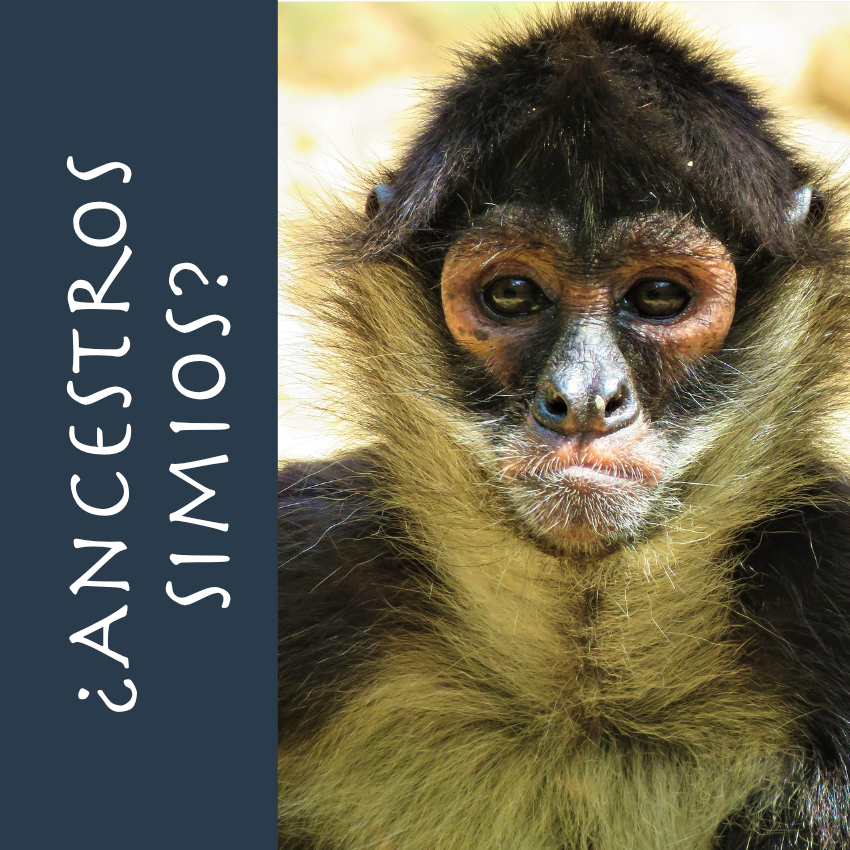 ¿Ancestros simios? Mostrar imagen