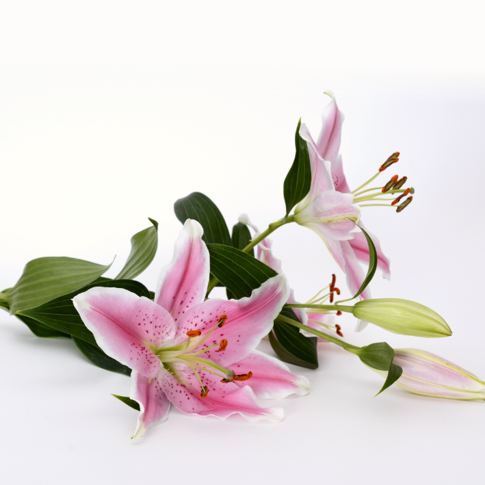 ها زنابق الحقل اعرض صورة