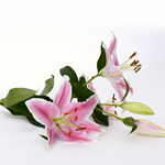 ها زنابق الحقل