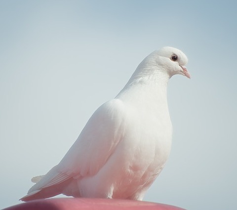 Offenses Against the Holy Spirit Display Image