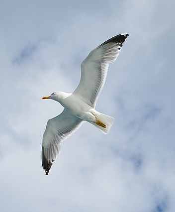 Free Indeed! Display Image