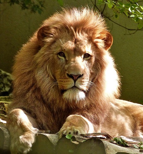 Daniel in the Den of Lions Display Image